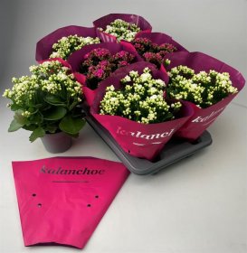 Kambarinis augalas, kalankė, vazonėlio skersmuo 13 cm.