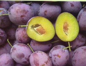 Vaismedis, slyva "Prezident"