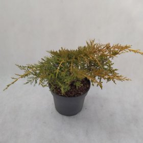 Spygliuotis, kadagys "Gold Star", vazonas 3 l.