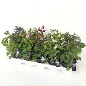 Daugiametė gėlė, sinavadas, vazonėlio skersmuo 12 cm.