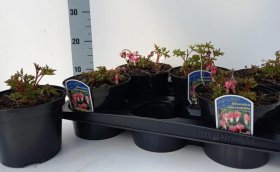 Daugiametė gėlė, auskarėlis dailusis, vazono skersmuo 17 cm.