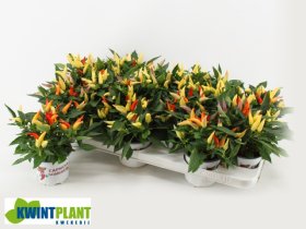 Vienmetė gėlė, pipiras dekoratyvinis, vazonėlio skersmuo 11 cm.