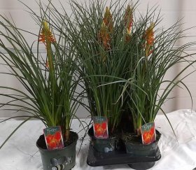 Daugiametė gėlė, knipofija "Uvaria", vazonėlio skersmuo 17 cm.