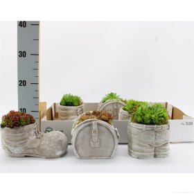 Alpinariumo augalas, perkūnropė, vazonėlio skersmuo 15 cm.