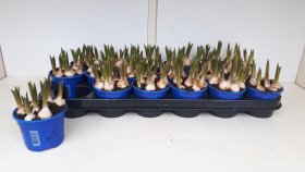 Daugiametė gėlė, žydrė armėninė, vazonėlio skersmuo 9 cm.