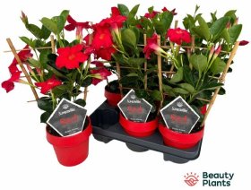 Vijoklinis augalas, mandevila "Sun Ea Scarlet", vazonėlio skersmuo 14 cm.