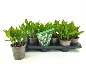 Daugiametė gėlė, pakalnutė, vazonėlio skersmuo 12 cm.