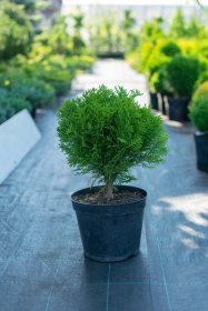 Spygliuotis, vakarinė tuja "Danica", augalo aukštis 25 cm., vazonėlio skersmuo 18 cm.
