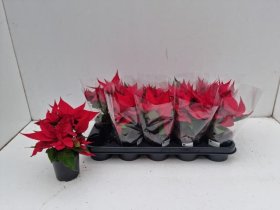 Kambarinis augalas, puansetija, puansetija, raudonos spalvos, vazonėlio skersmuo 12 cm.