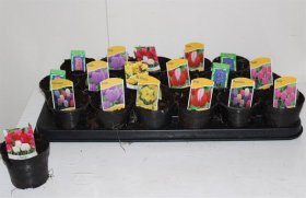 Daugiametė gėlė, svogūninės gėlės,, įvairios, vazonėlio skersmuo 9 cm.