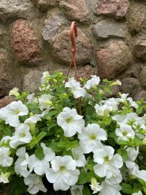 Vienmetė gėlė, surfinija (svyranti), vazonėlio skersmuo 25 cm.