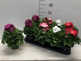 Kambarinis augalas, pelargonija, įvairios, vazonėlio skersmuo 12 cm.