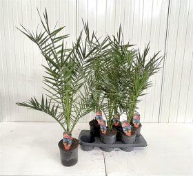 Daugiametis augalas, finikas kanarinis, vazonėlio skersmuo 15 cm.