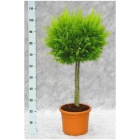 Spygliuotis, tuja ant stiebo, vazono skersmuo 28 cm.