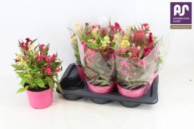 Vienmetė gėlė, celiozija "Hot Topic Gem", vazonėlio skersmuo 17 cm.