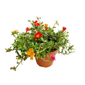 Vienmetė gėlė, portulaka (svyranti), vazonėlio skersmuo 19 cm.