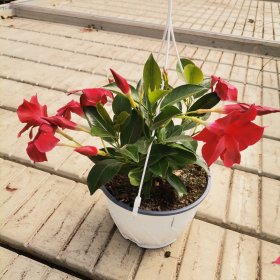 Vienmetė gėlė, sundavilė, pakabinama