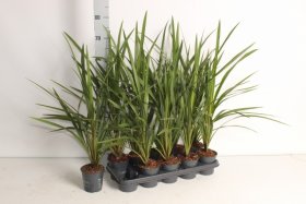 Žolinis augalas, kordilina, vazono skersmuo 12 cm.