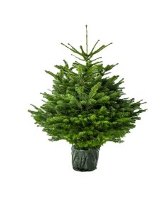 Vazone augintas kaukazinis kėnis (Abies nordmanniana), aukštis 100 - 125 cm.