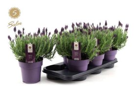 Vienmetė gėlė, levanda "Anouk", vazonėlio skersmuo 15 cm.