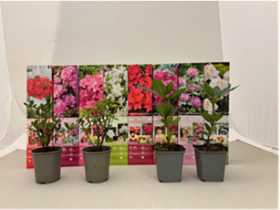 Dekoratyvinis krūmas, japoninė azalija, įvairios, kartoninė tūtelė (vazonėlio skersmuo 9 cm.)