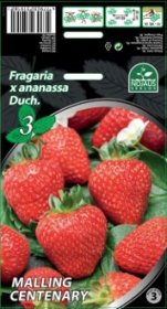 Braškių daigai (frigo) "Malling Centenary B", 3 vnt. pakuotėje