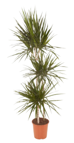 Kambarinis augalas, dracena "Marginata", 3 šakos, vazonėlio skersmuo 21 cm.