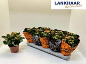 Kambarinis augalas, kalankė "Perfecta Oran", vazonėlio skersmuo 12 cm.