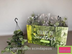 Kambarinis augalas, skindapas (Scindapus Pictus) "Argyraeus", vazonėlio skersmuo 15 cm.