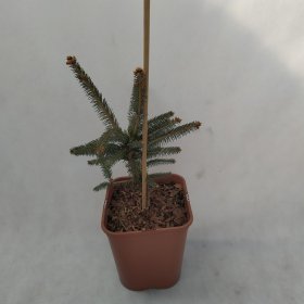 Spygliuotis, eglė "Virgata Red Snake", vazonas 5 l.