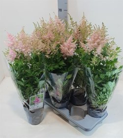 Daugiametė gėlė, astilbė "Peach Blos", vazonėlio skersmuo 15 cm.