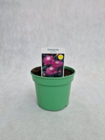 Daugiametė gėlė, bajorė balsvoji "Bright Rose", vazonas 1,5 l.