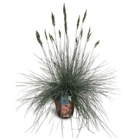 Žolinis augalas, eraičinas "Intense Blue", vazono skersmuo 17 cm.