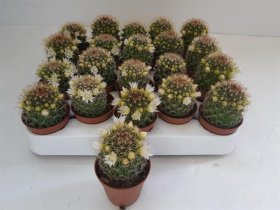 Kambarinis augalas, kaktusas žydintis, vazonėlio skersmuo 6 cm.