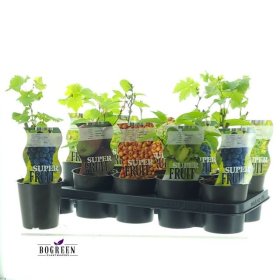 Vaiskrūmis, įvairūs, vazonėlio skersmuo 12 cm.