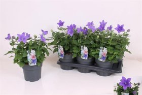 Daugiametė gėlė, plačiavarpis stambiažiedis, vazonėlio skersmuo 17 cm.