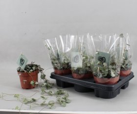 Kambarinis augalas, ceropegija "Woodii Sup", vazonėlio skersmuo 12 cm.