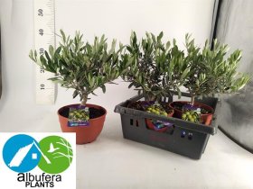 Dekoratyvinis krūmas, alyvmedis "Europaea", vazonėlio skersmuo 20 cm.