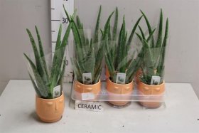 Kambarinis augalas, alavijas "Aloe Vera", keraminiame vazonėlyje, vazonėlio skersmuo 9 cm.