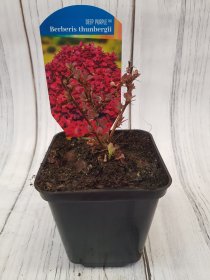 Dekoratyvinis krūmas, raugerškis tunbergo "Deep Purple", vazonėlio skersmuo 9 cm.