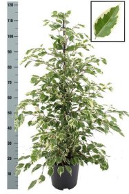 Kambarinis augalas, fikusas "Twilight", vazonėlio skersmuo 21 cm.