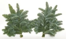 Kėnio šakų ryšulėlis Abies Nobilis, 3-5 šakelės