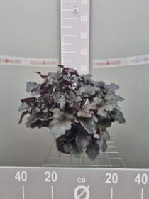 Daugiametė gėlė, alūnė "Black Pearl", vazonas 2 l.