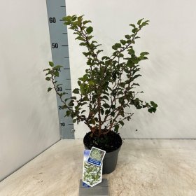 Dekoratyvinis medis, vyšnia ankstyvoji "Kojau-no-mai", vazonėlio skersmuo 17 cm.