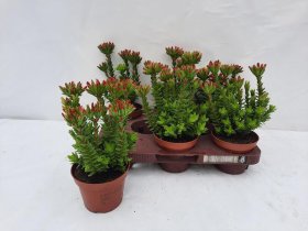 Kambarinis augalas, storalapis, vazonėlio skersmuo 11 cm.