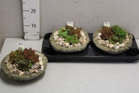 Alpinariumo augalas, šilropė kompozicija, vazonėlio skersmuo 20 cm.