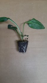 Daugiametės gėlės daigelis, ežiuolė "Lakota Red"