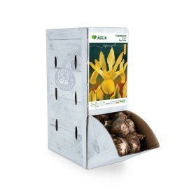 Olandiškojo vilkdalgio Royal Yellow svogūnėlis ASEJA, 1 vnt., 8/9, Rackbox (R)