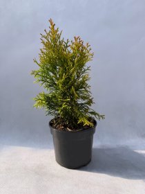Spygliuotis, tuja vakarinė "Golden Smaragd", vazonas 1,5 l.