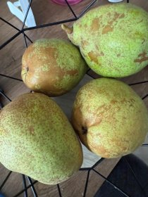 Vaismedis, mini kriaušė "Garden Pearl" (Pyrus communis), vazonas 20 l.